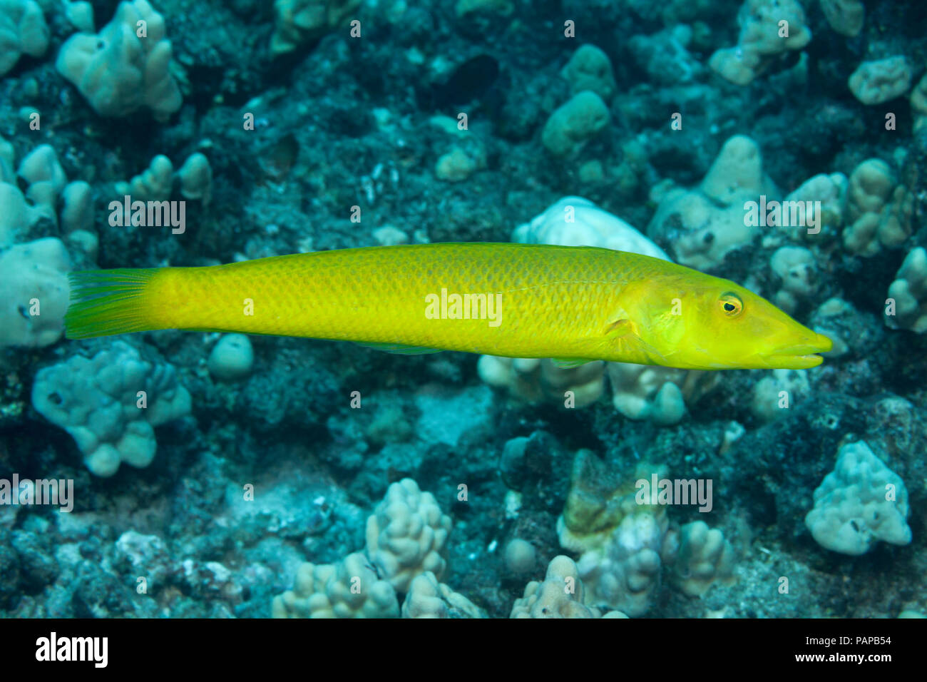 In the wrasse family, the cigar wrasse, Cheilio inermis, is unique and the only species in this genus. The yellow coloration is also less common, Hawa Stock Photo