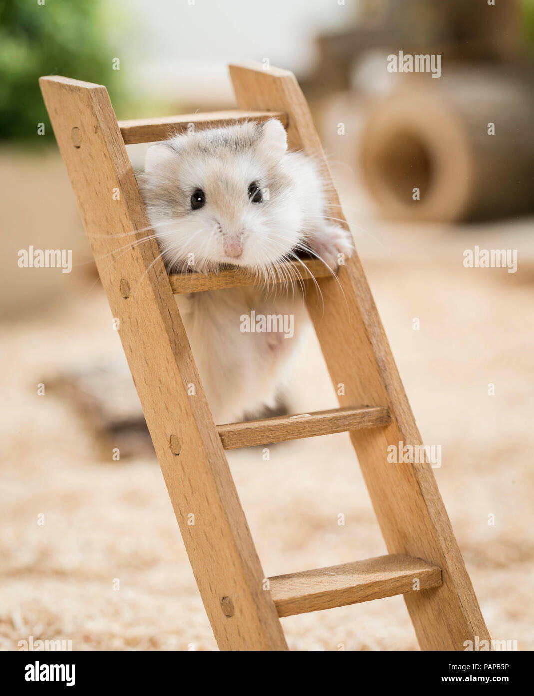 Roborovski Hamster (Phodopus roborovskii) climbing on a wooden ladder. Germany Stock Photo