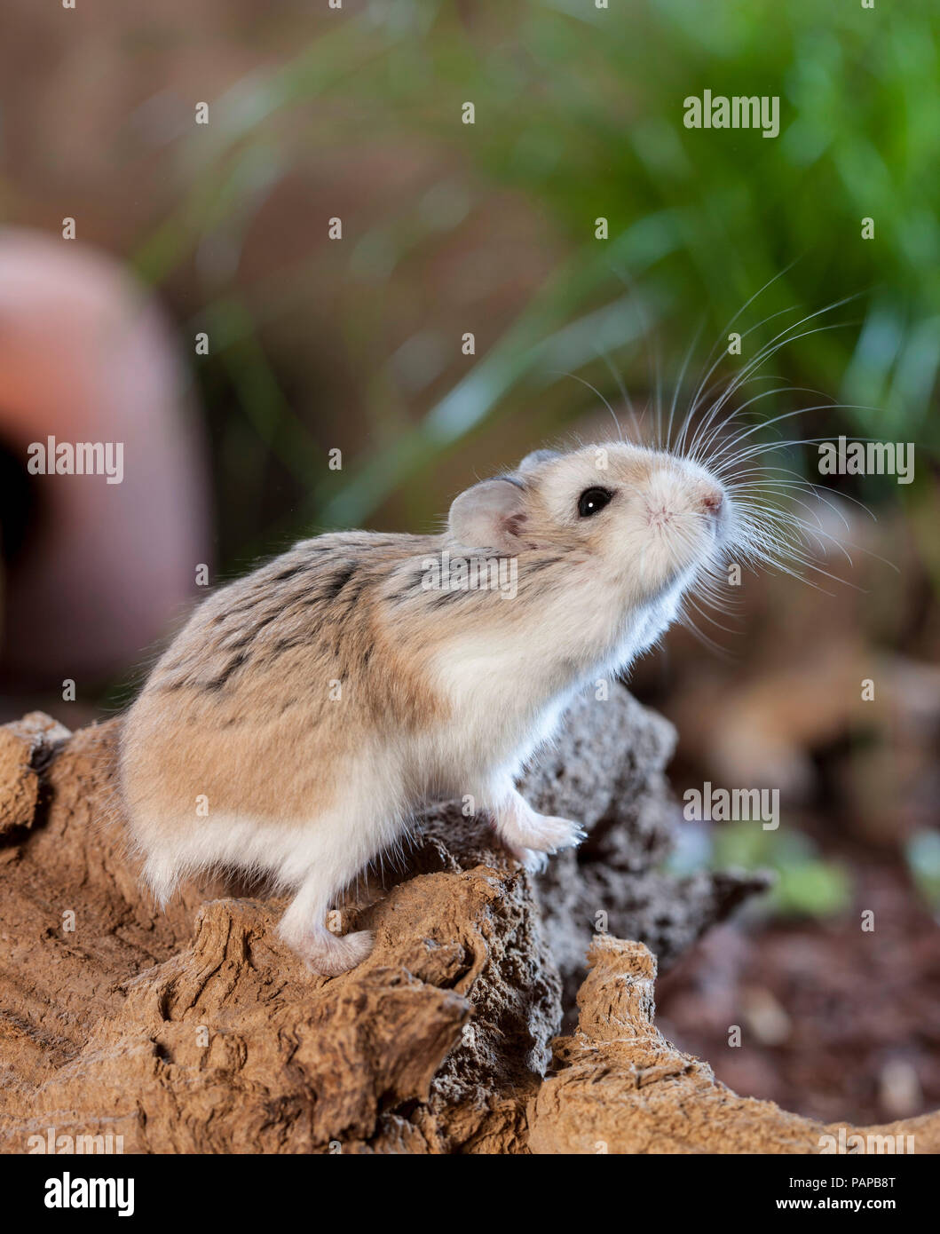 Roborovski Hamster (Phodopus roborovskii). Adult on a root, testing the air. Germany Stock Photo