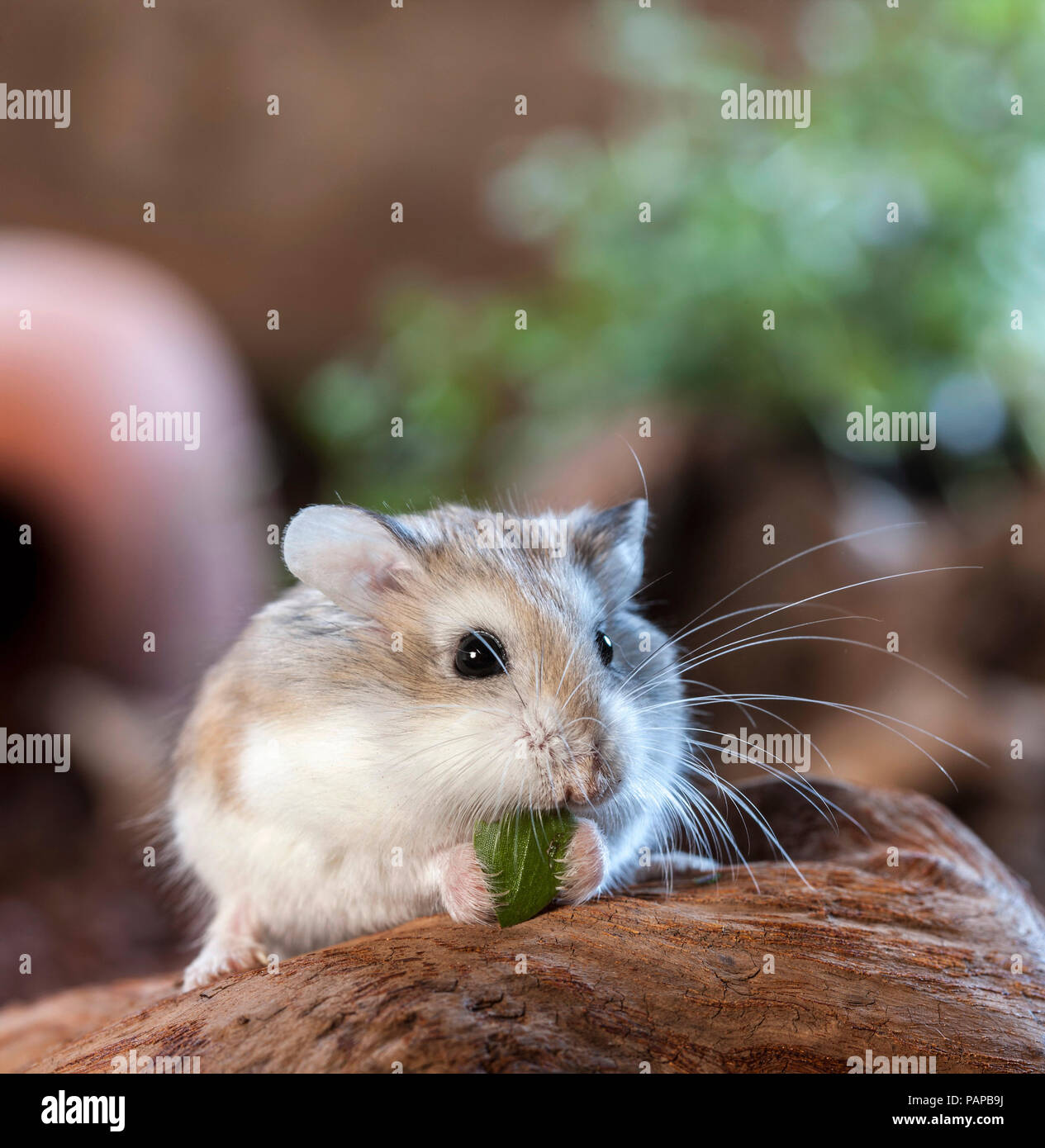 Roborovski Hamster (Phodopus roborovskii). Adult on a root, eating. Germany Stock Photo