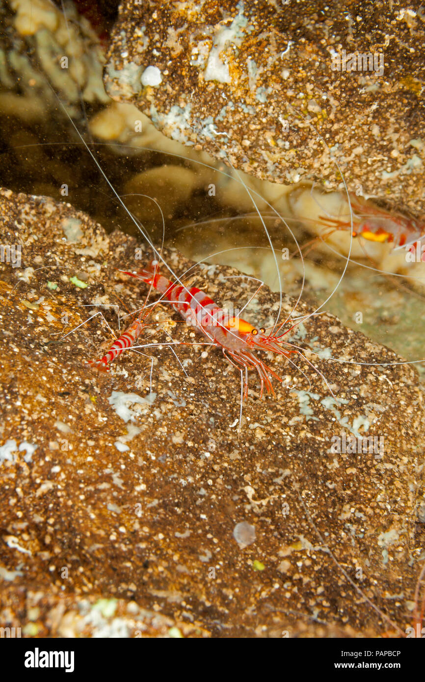 Lava tubes hires stock photography and images Alamy