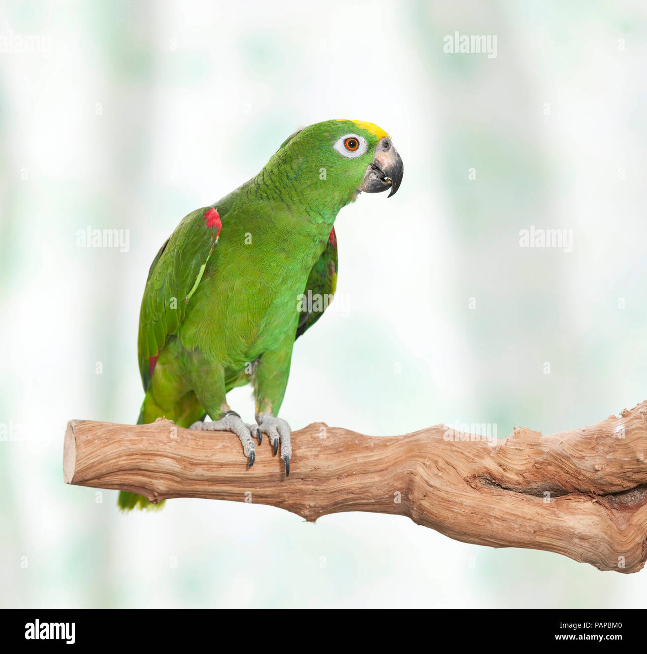 Yellow-crowned Amazon (Amazona ochrocephala) standing on a branch. Germany Stock Photo