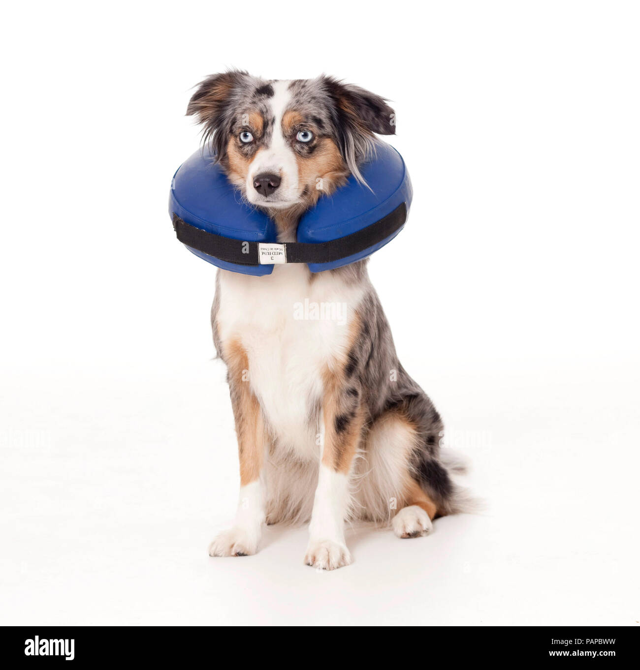 Mini Australian Shepherd wearing an Elizabethan collar to prevent the animal from licking or biting during healing of wounds. Germany. Studio picture against a white background. Stock Photo