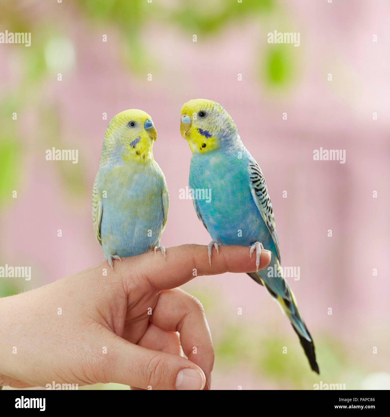 Rainbow Budgerigar, Budgie (Melopsittacus undulatus). Two adults perched on a finger. Germany Stock Photo