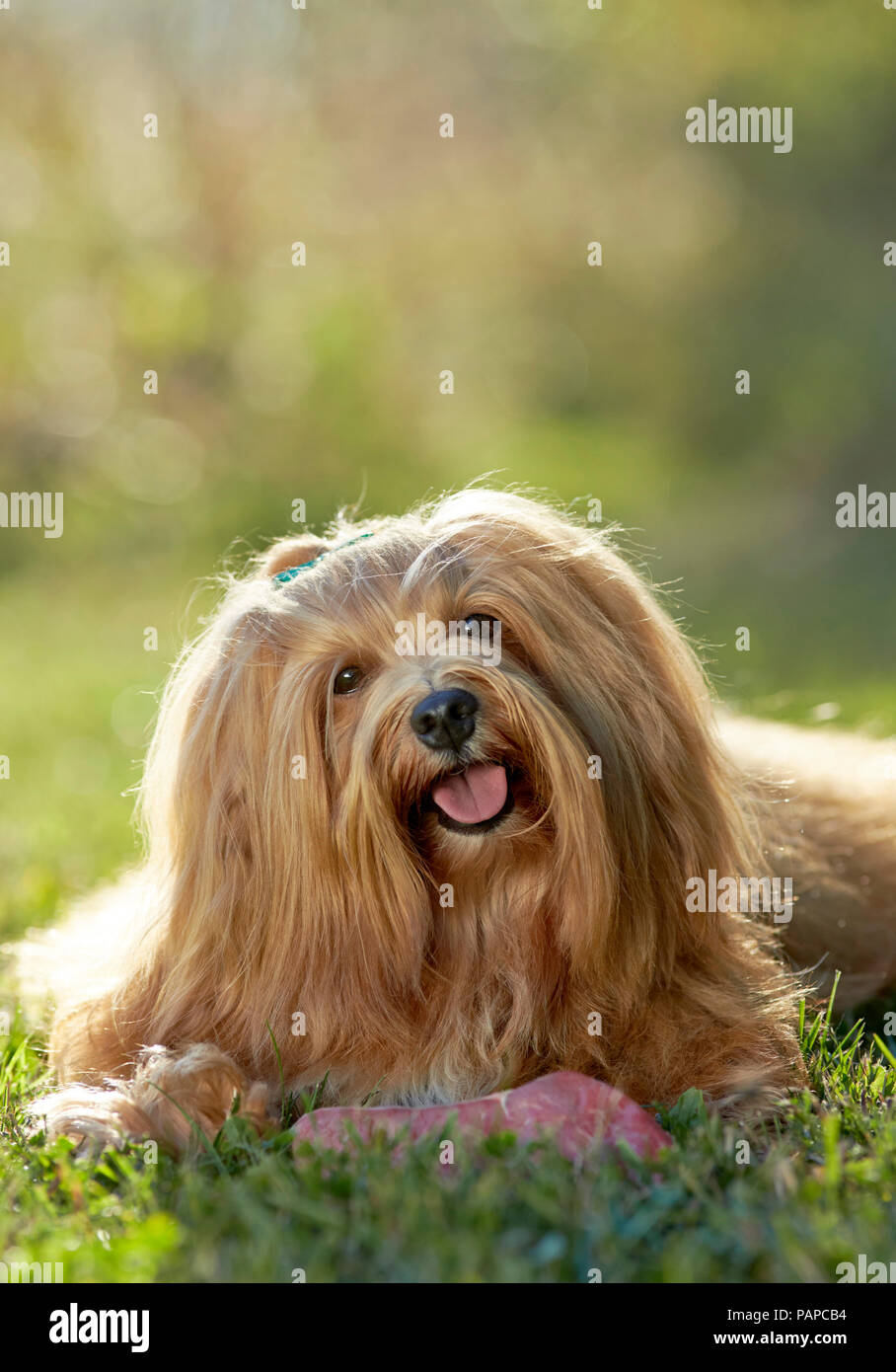 Havanese. Adult dog lying on a meadow, with a piece of fresh meat. Germany Stock Photo