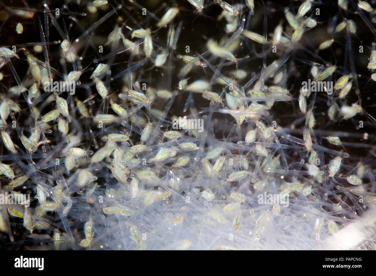 At night plankton is attracted to lights, where this mass is pictured