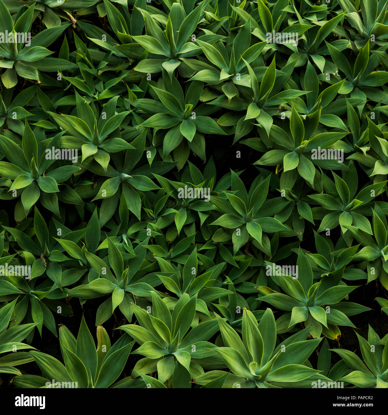 Lush foliage jungle background Stock Photo