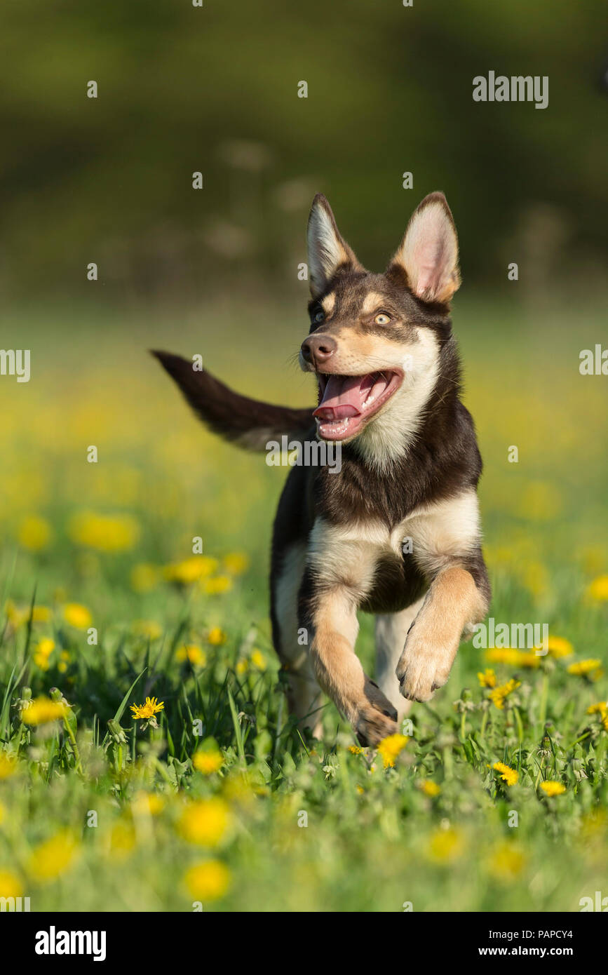 Australian Working Kelpie. Juvenile dog running in a flowering meadow