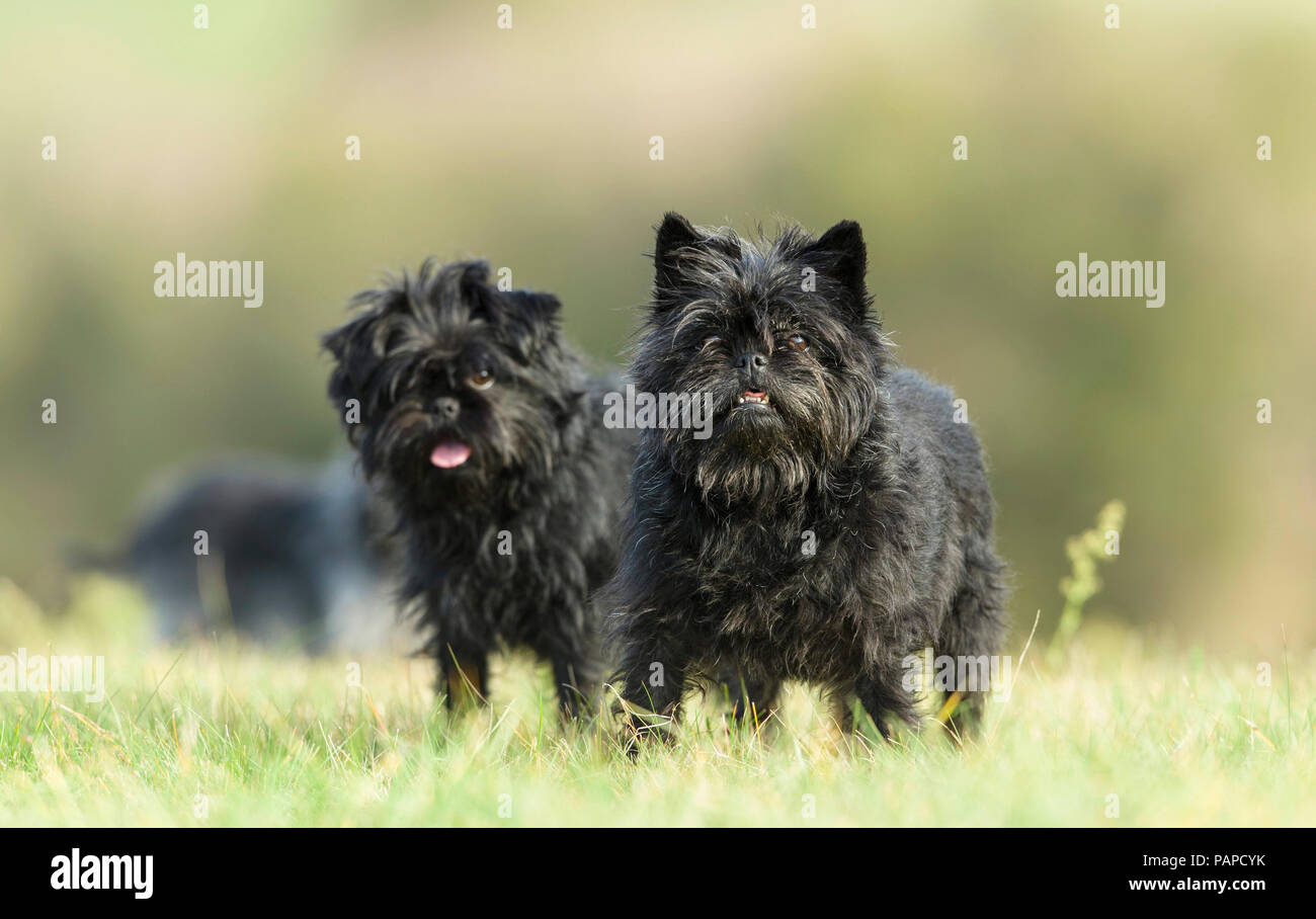 Monkey Terrier. Two adults standing on grass. Germany. Stock Photo