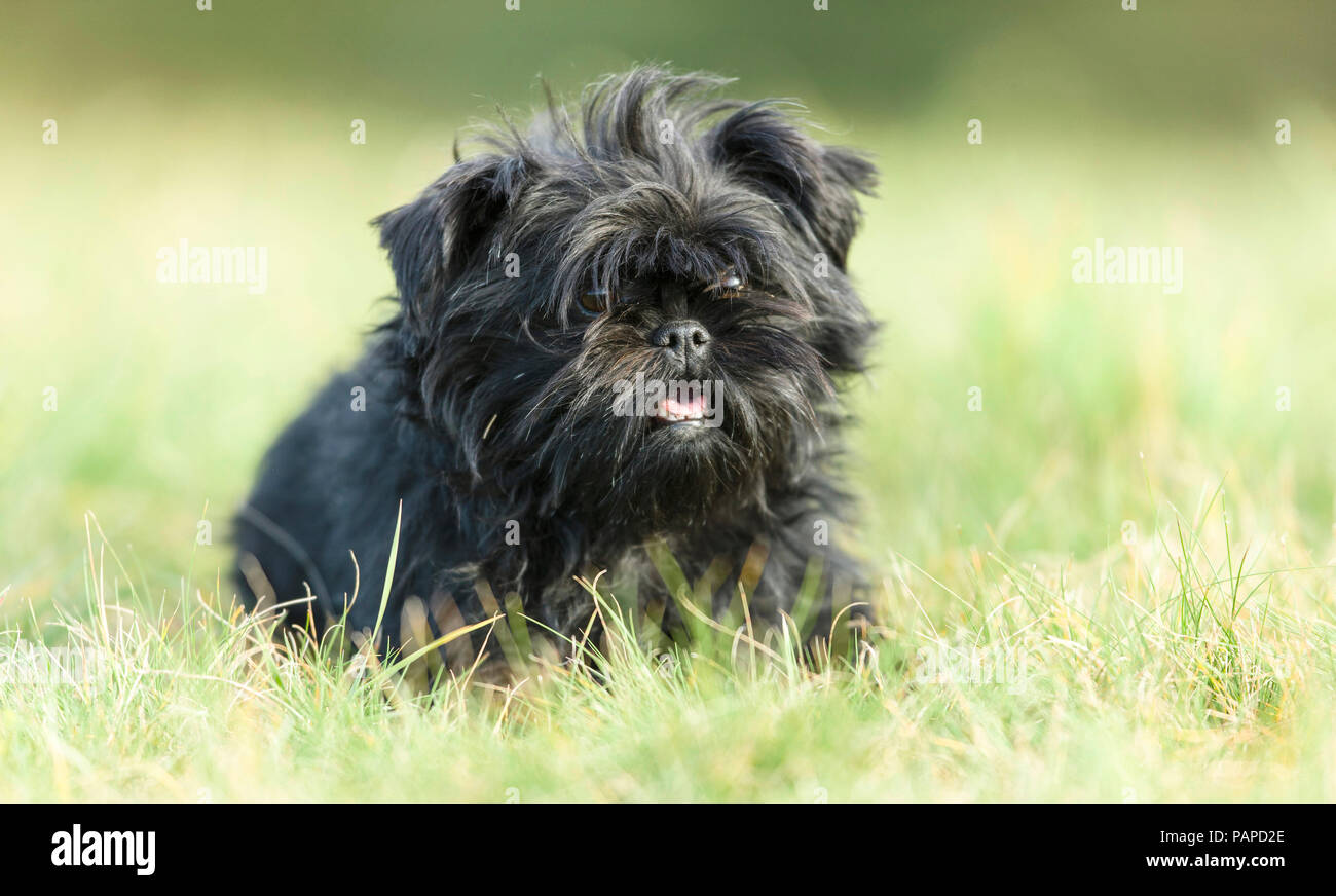Monkey Terrier. Adult dog sitting on a meadow. Germany Stock Photo