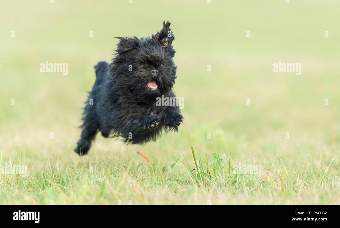 Monkey Terrier. Adult dog running on a meadow. Germany Stock Photo