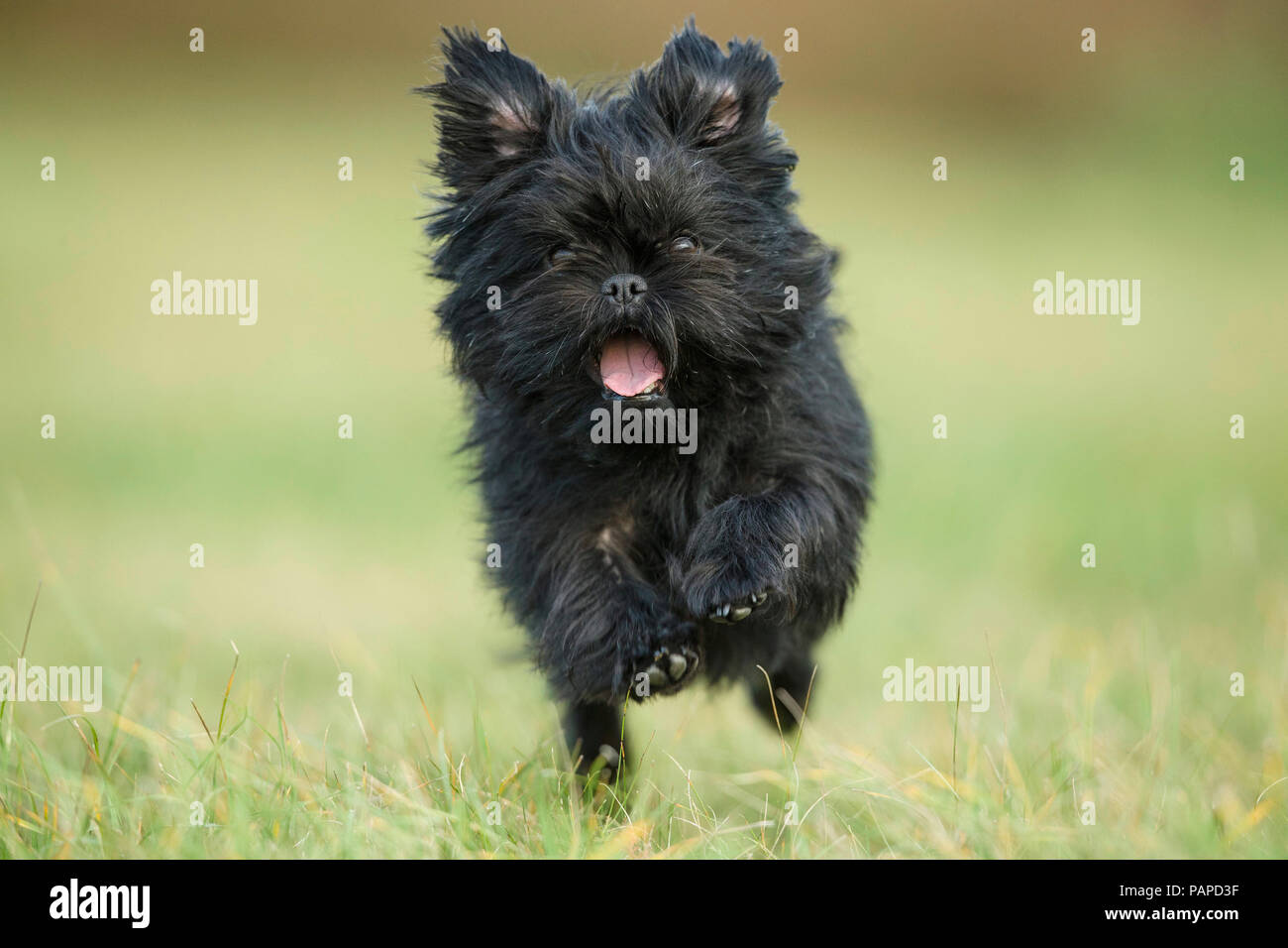 Monkey Terrier.  Adult dog running on a meadow towards the camera. Germany Stock Photo