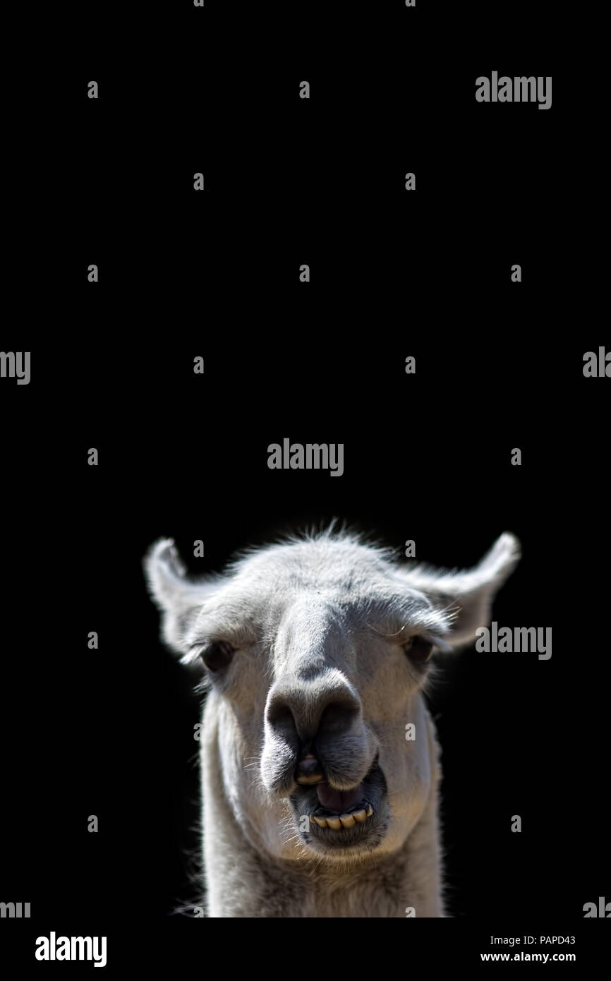 Dumb Animal. Goofy confused looking Llama head popping up with stupid talking face. Funny meme image isolated against black background with copy-space Stock Photo
