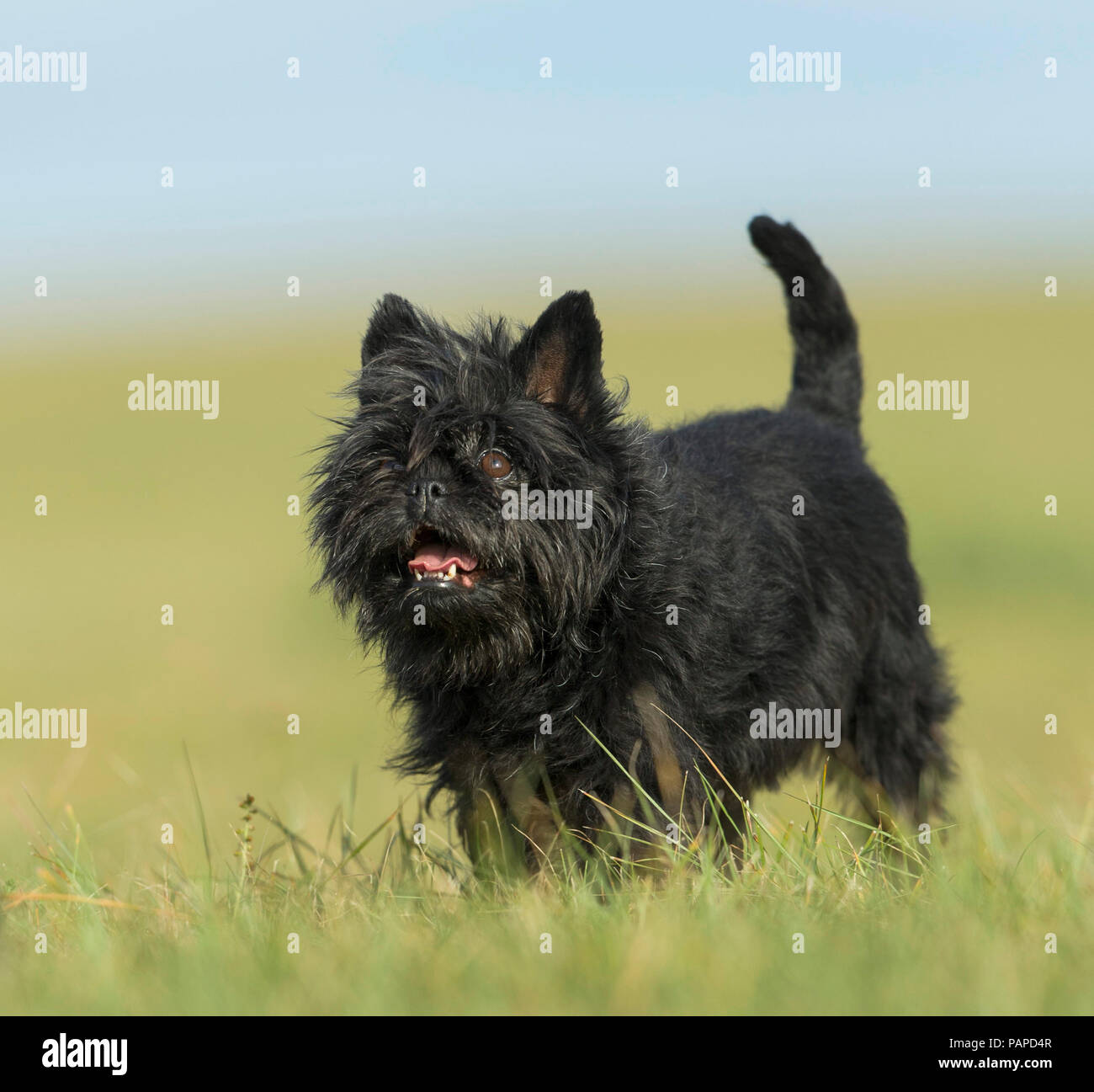 Monkey Terrier. Adult dog walking on a meadow. Germany Stock Photo