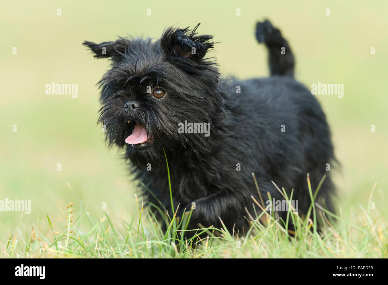 Monkey Terrier. Adult dog walking on a meadow. Germany Stock Photo