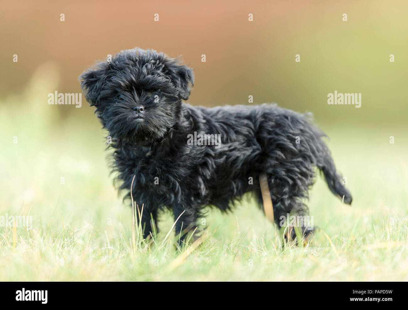 Monkey Terrier. Puppy standing on a meadow. Germany Stock Photo