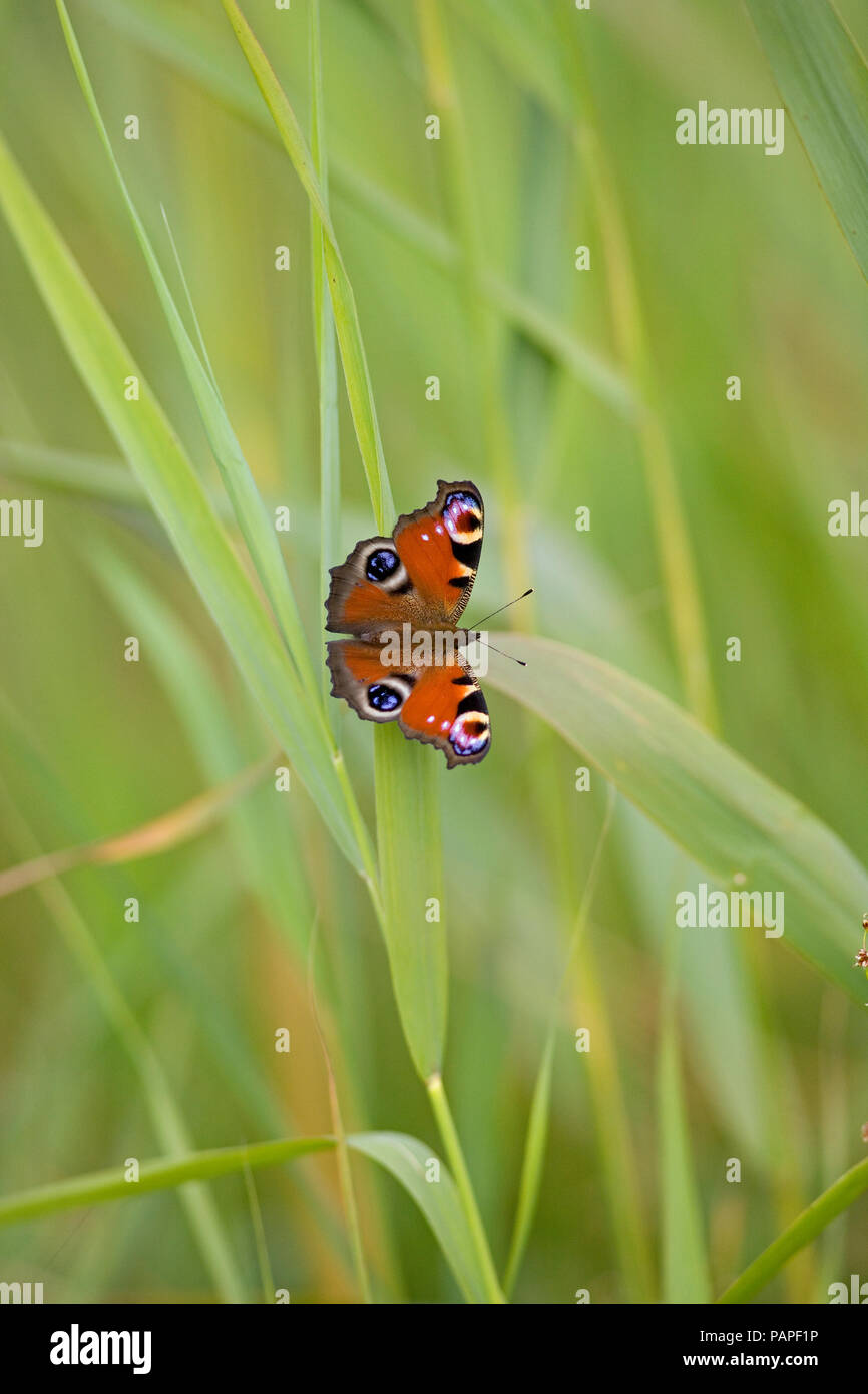 Peacock Butterfly Inachis io in reedbed Stock Photo