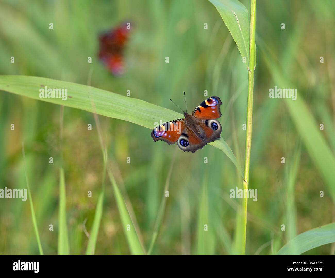 Peacock Butterflies Inachis io in reedbed Stock Photo