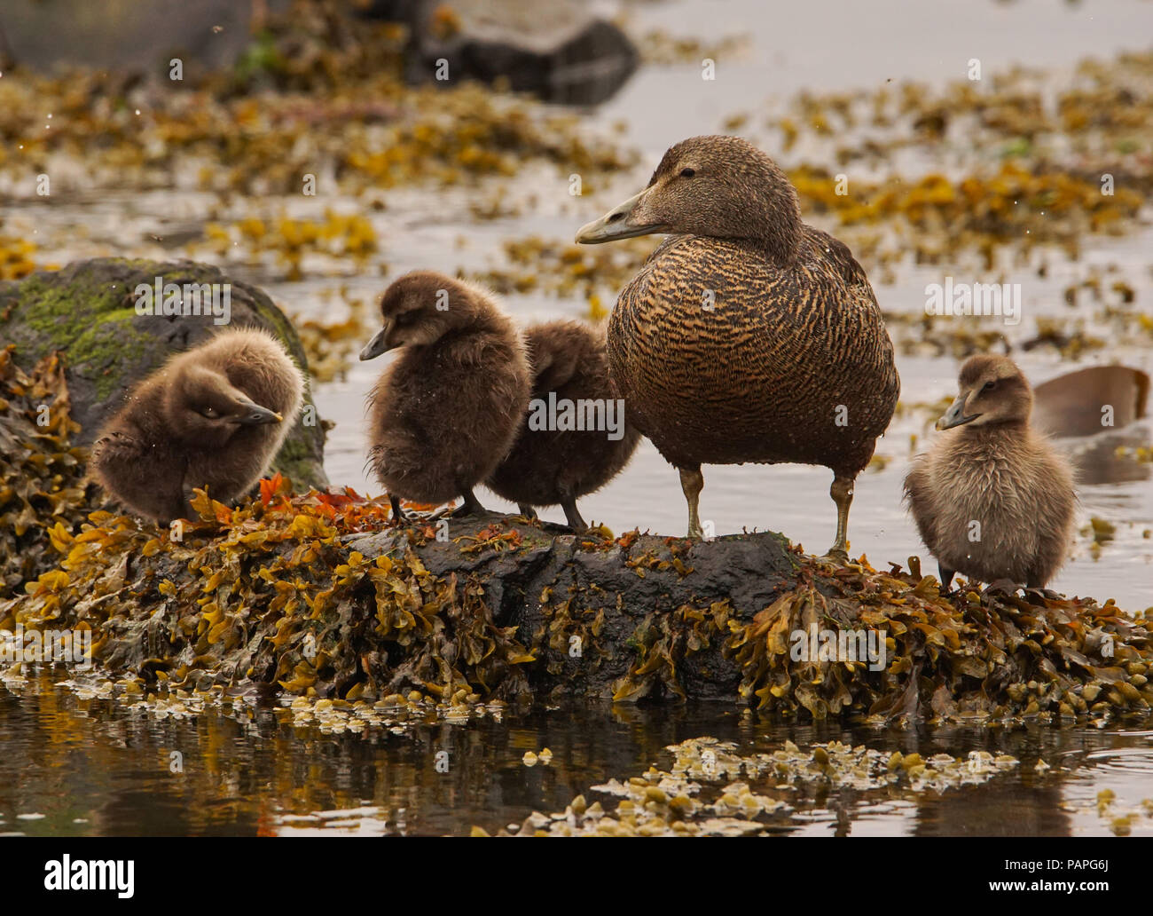 Eider Duck and chicks prepare for 'photo-shoot' Stock Photo