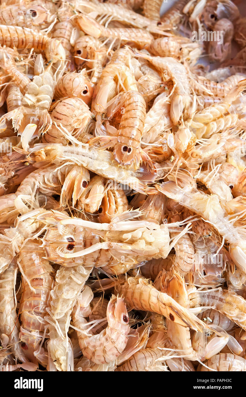 Mantis shrimps - squilla mantis - at a market Stock Photo