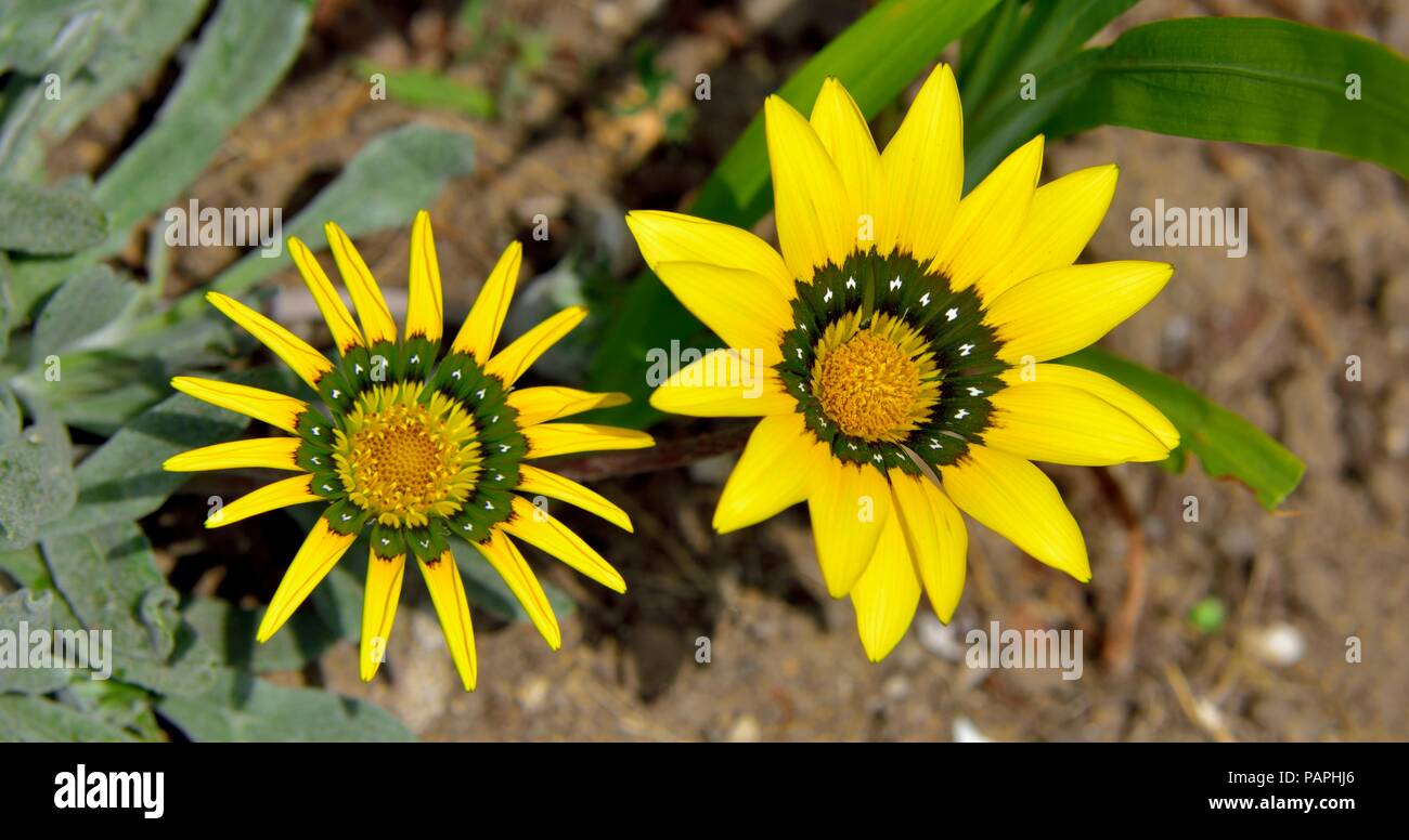 Gazania Rigens,treasure flower,Asteraceae,south African flower,ornamental garden plant, Stock Photo