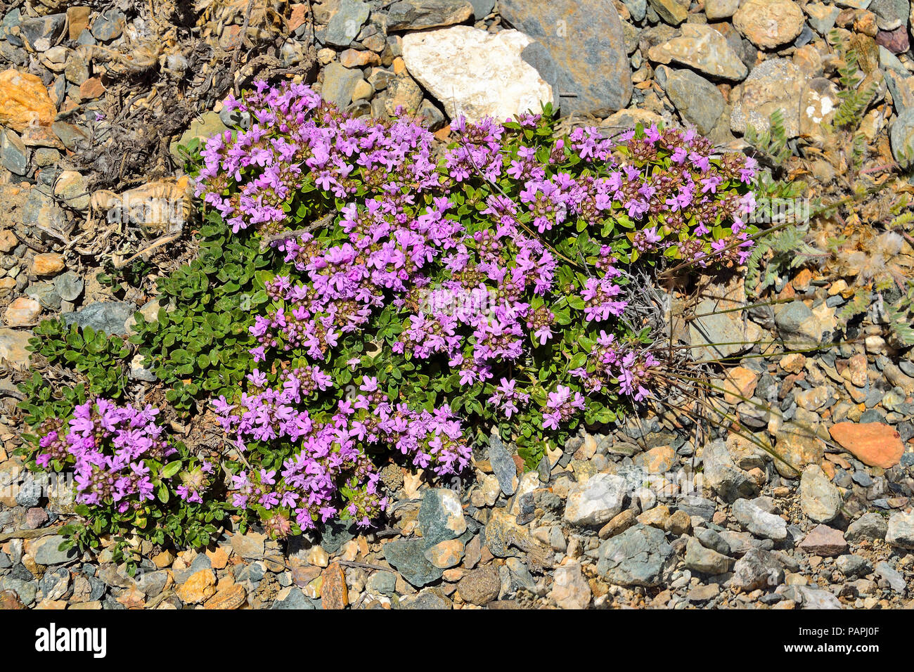 Creeping thyme in a garden hires stock photography and images Alamy