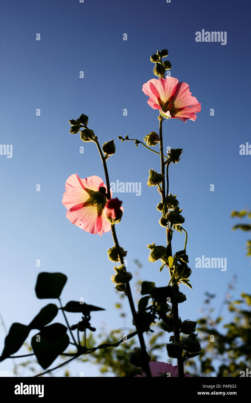 A Hollyhock (Malvaceae) plant grows tall against a bright blue sky in an English country garden. Stock Photo