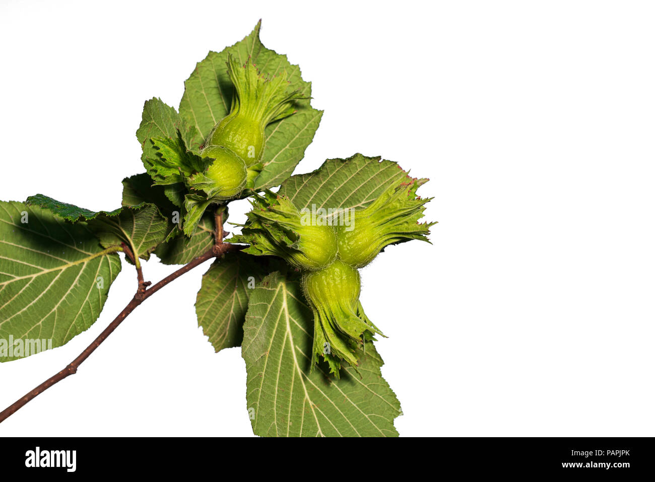Hazelnut tree hires stock photography and images Alamy