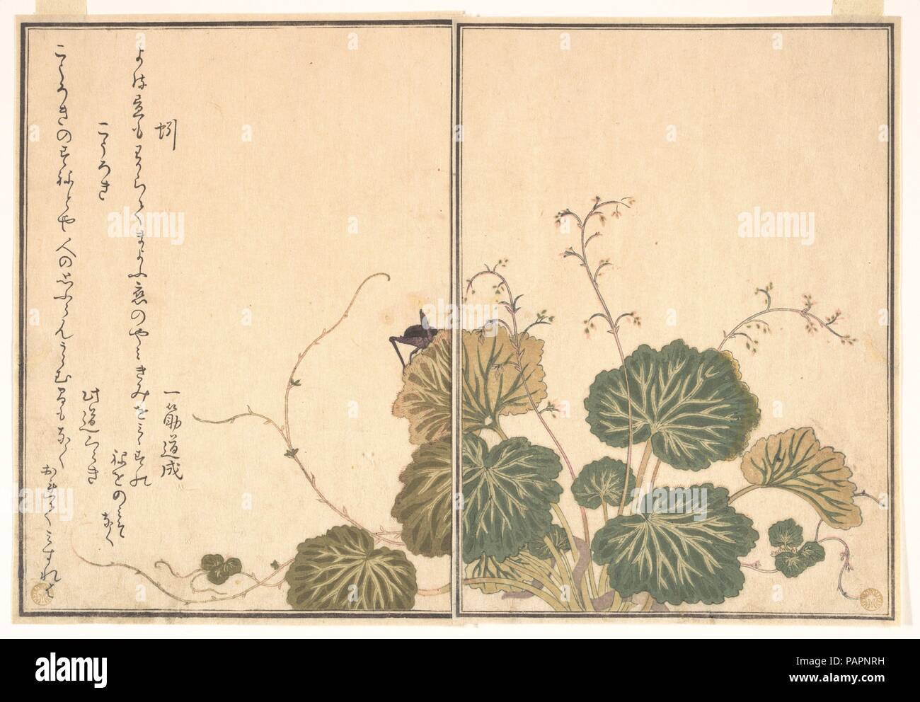 Earthworm (Mimizu); Cricket (Korogi), from the Picture Book of Crawling Creatures (Ehon mushi erami). Artist: Kitagawa Utamaro (Japanese, ca. 1754-1806). Culture: Japan. Dimensions: 10 1/2 x 7 7/32 in. (26.7 x 18.4 cm). Date: 1788.  Ehon mushi erami (Picture Book of Crawling Creatures) is illustrated with fifteen designs of insects and other garden creatures by Utamaro. Published by Tsutaya Juzaburo , the poems were selected and introduced by a preface written by the poet and scholar Yadoya no Meshimori (Rokujuen; 1753-1830), who later became head of the influential Go-gawa poetry group. Sever Stock Photo