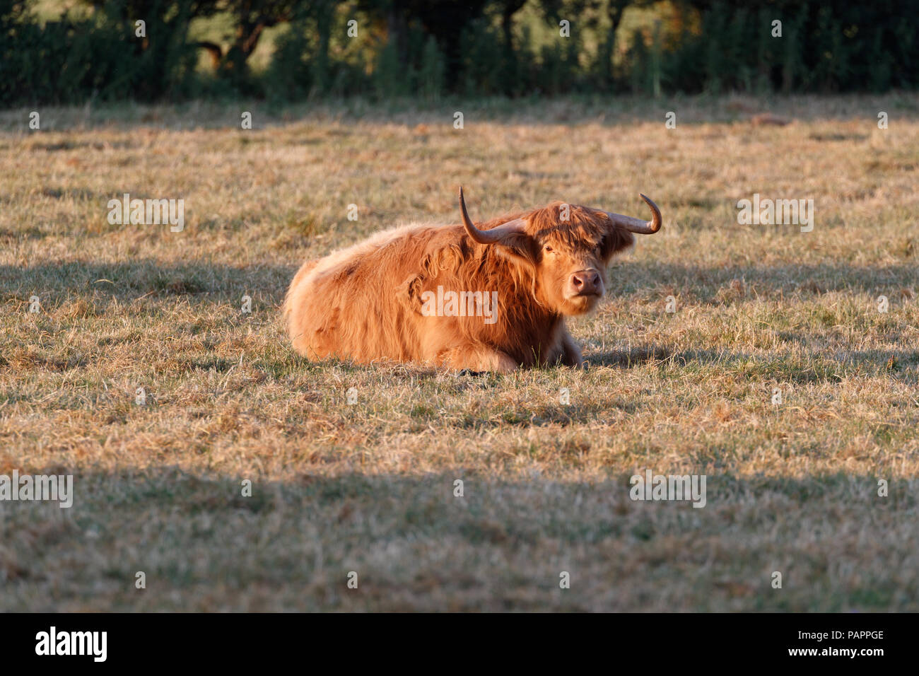 Highland Cattle resting in summer sunshine not in the wither scene they are usually photographed in Stock Photo