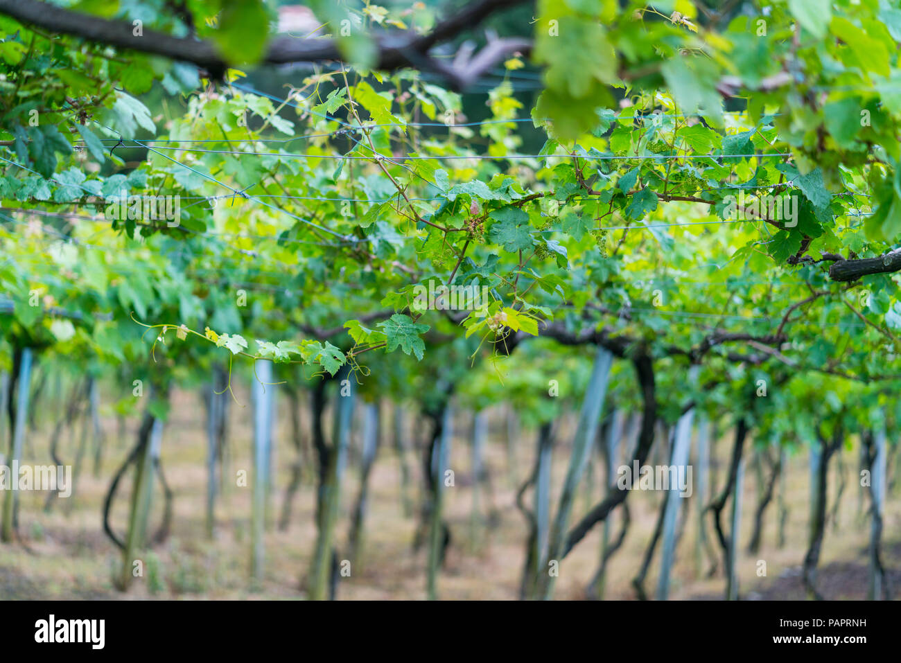 Vineyard, Txakoli de Getaria, Zarautz and Getaria, Gipuzkoa, Basque Country, Spain, Europe Stock Photo