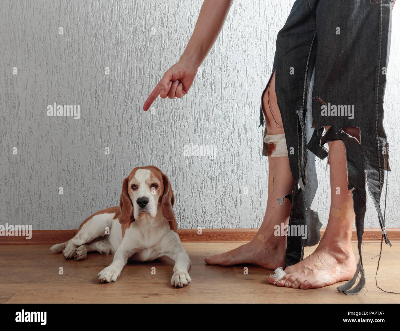 Cute Beagle and his owner in torn pants and bitten feet. Conceptual image on the theme of animal education. Stock Photo