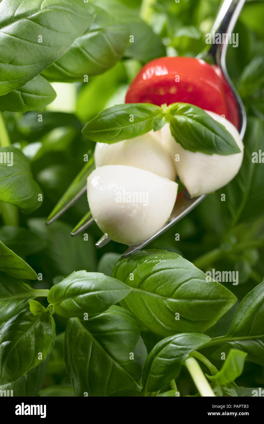 Mini mozzarella cheese balls, cherry tomatoes and green basil. Traditional Italian cuisine Stock
