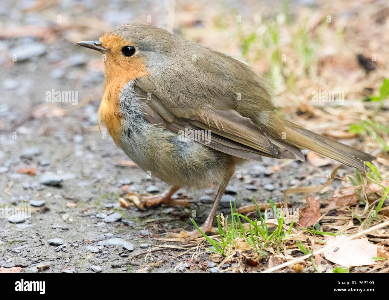 Robin species hi-res stock photography and images - Alamy