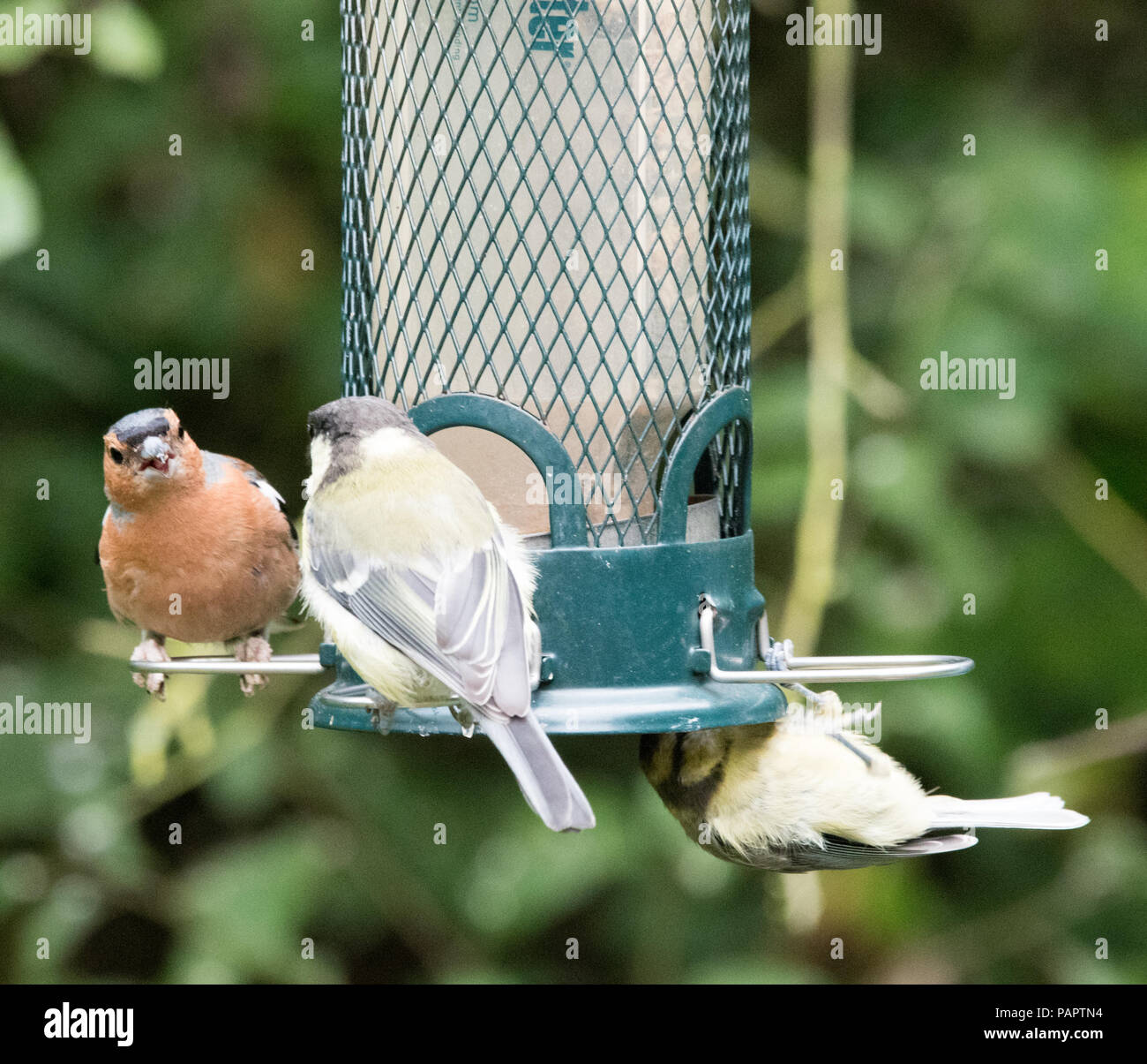 Bullfinch And Gtreat Tit On A Garden Birdfeeder Stock Photo