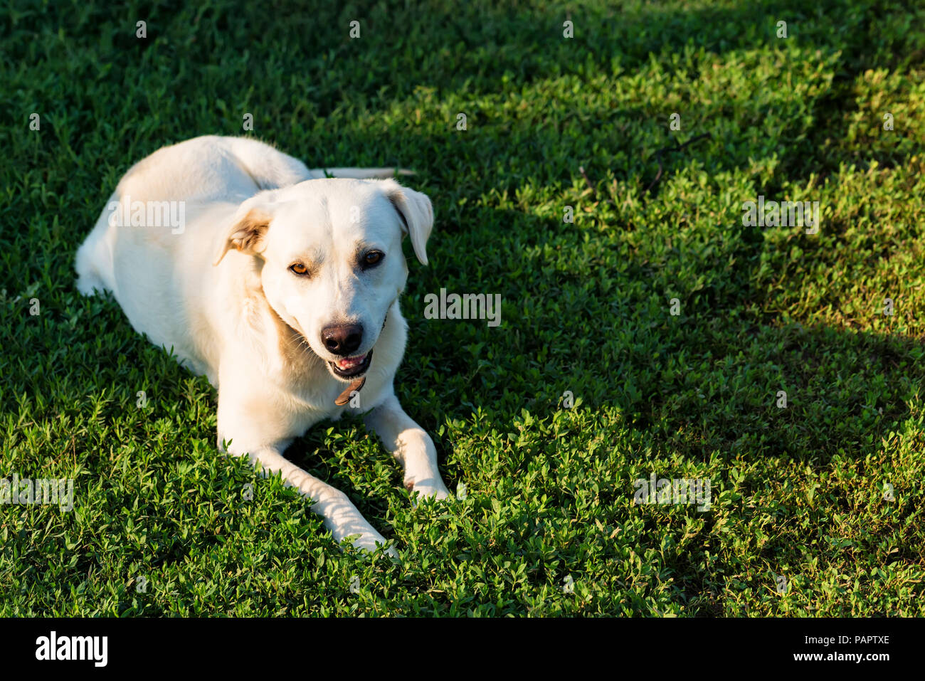 Labrador retriever lies on grass Stock Photo