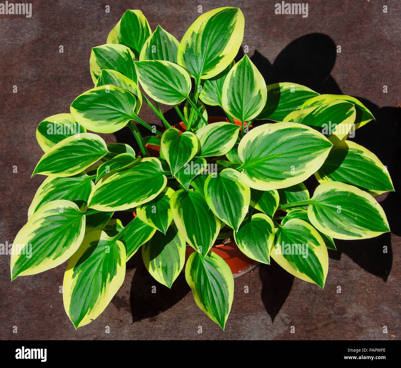 The Hosta showing its beautiful display of leaves with white fringes around each leaf all in a pot. Stock Photo
