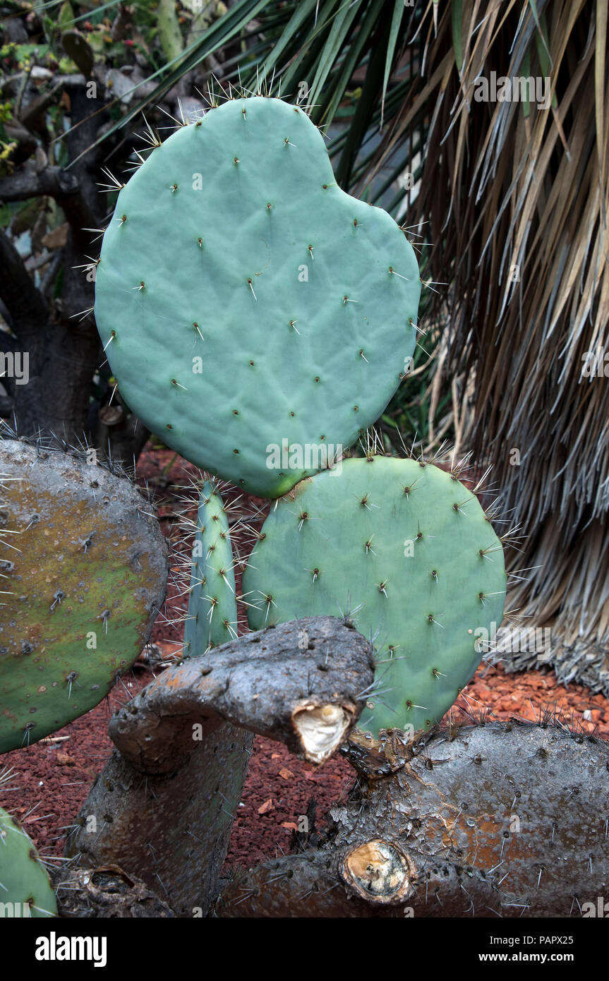 Sydney Australia, Opuntia Robusta cactus paddles with long sharp thorns Stock Photo Alamy