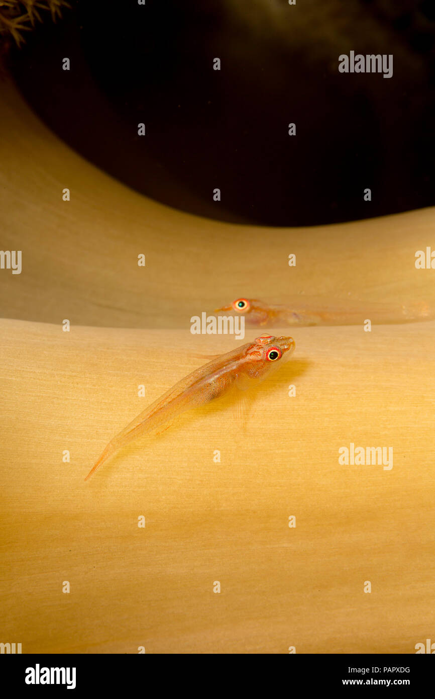 These two gobies, Bryaninops yongei, are resting on the stalk of mushroom leather coral, Sarcophyton sp. off the island of Yap in Micronesia. Stock Photo