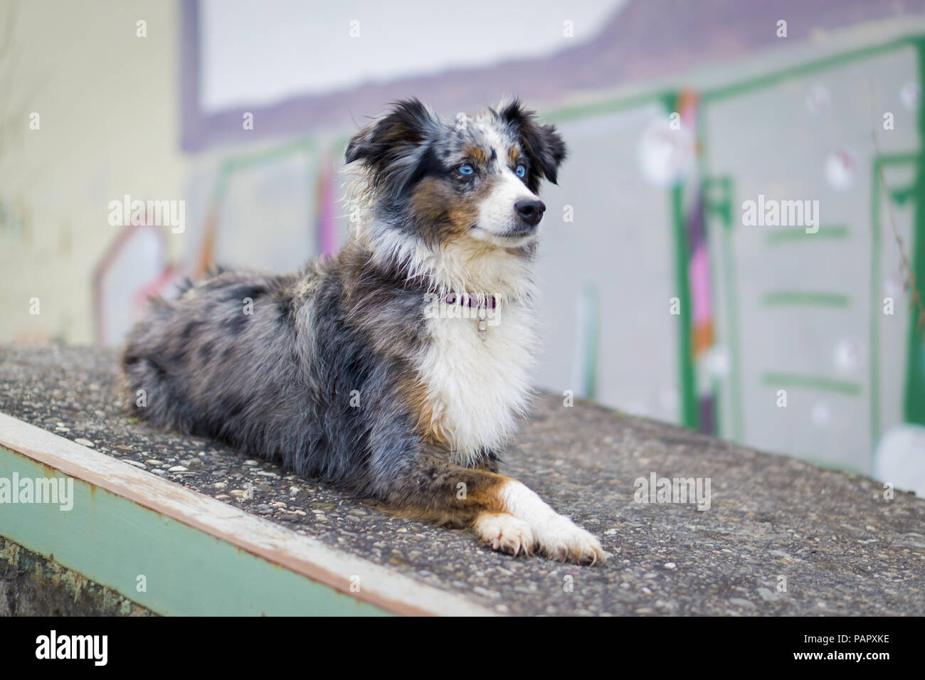 Mili the Miniature Australian Shepherd, Urban Dog, Graffiti Stock Photo