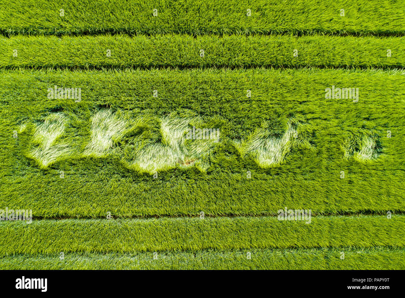 Aerial view of grain field Stock Photo
