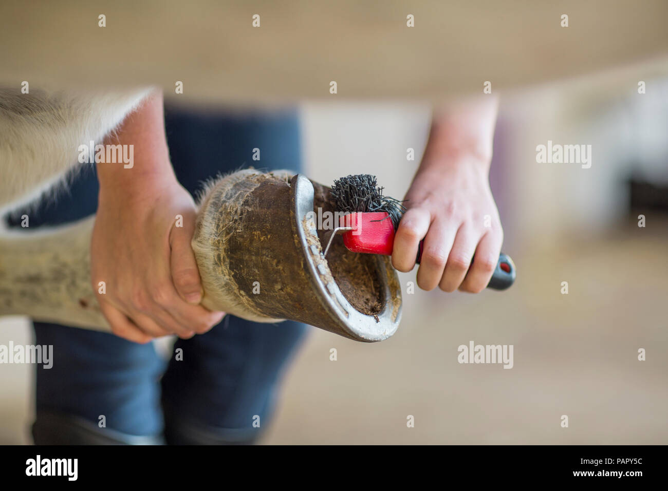Close-up of woman cleaning hoof of a horse Stock Photo