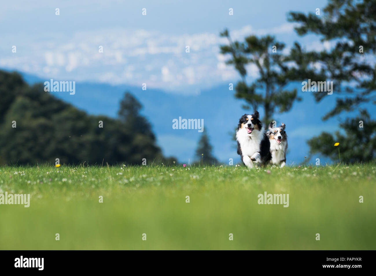 Mili & Nala the Miniature Australian Shepherds, Best Friends, Dogs, Mountain Run Stock Photo