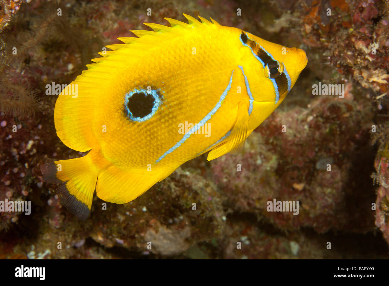 Bennett’s butterflyfish, Chaetodon bennetti, feeds mostly on coral polyps, Fiji. Stock Photo