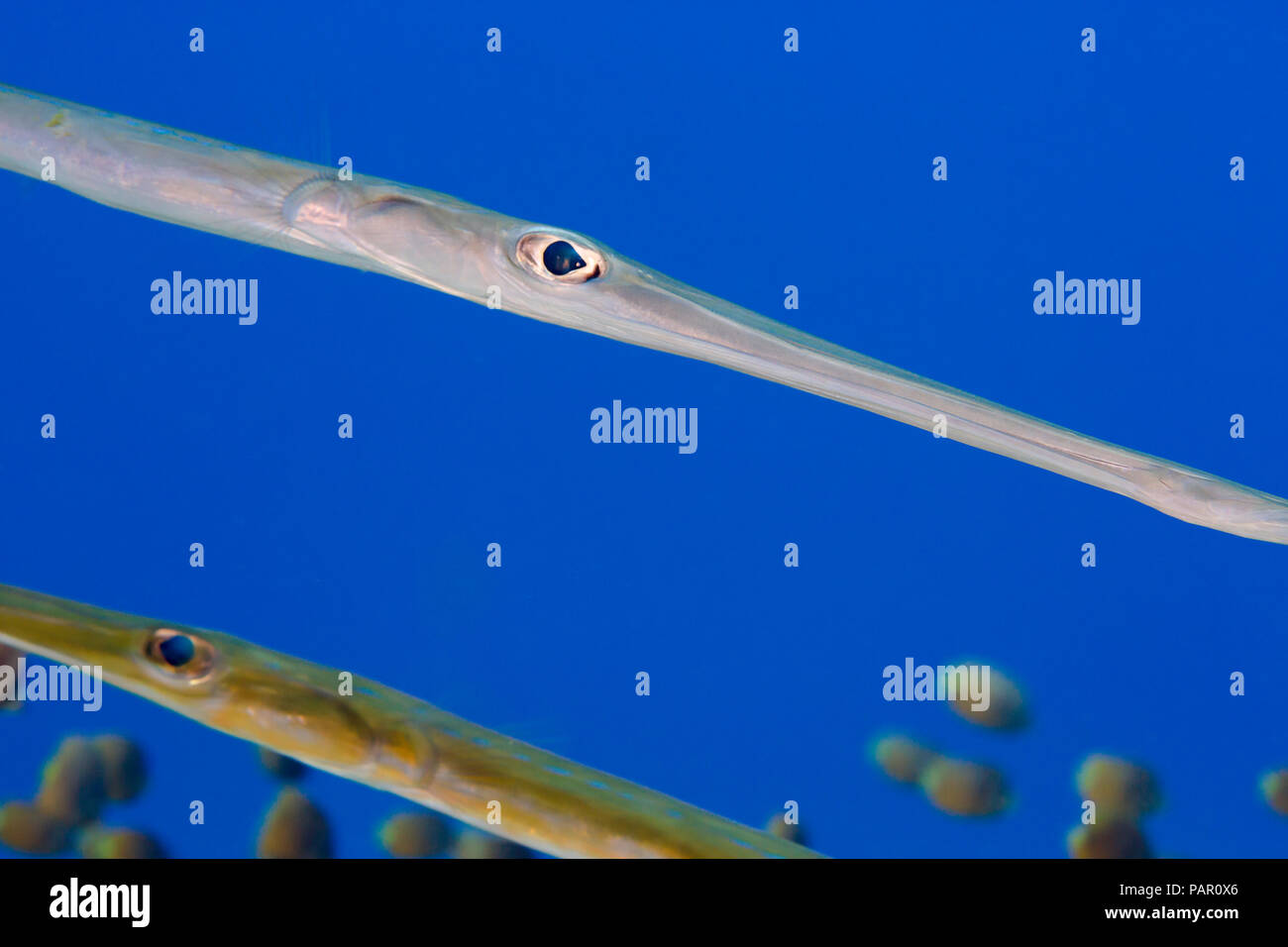 A pair of bluespotted Fistularia commersonii, Hawaii Stock