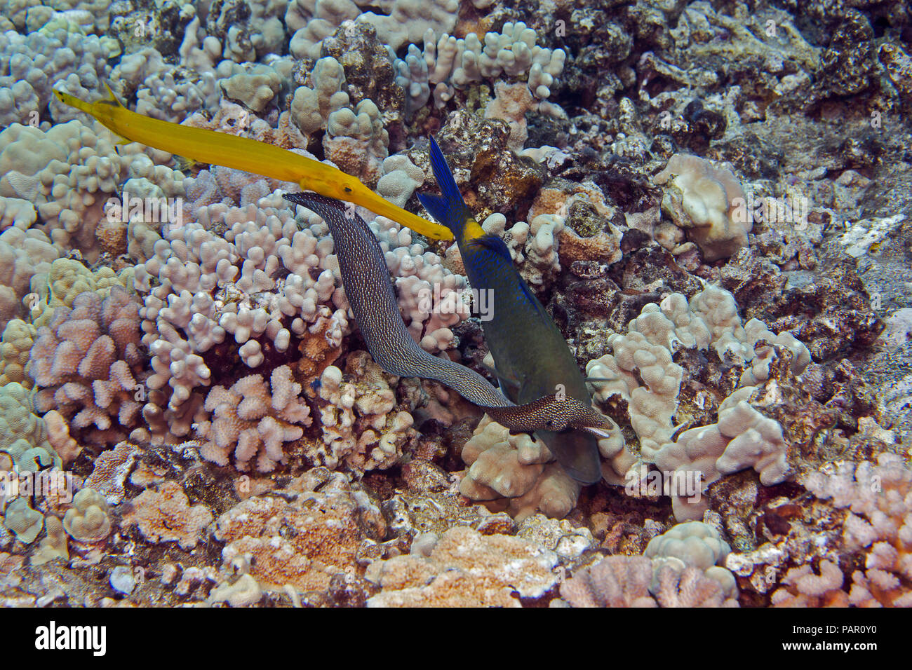 This blue goatfish, Parupeneus cyclostomus, is joined by a trumpetfish, Aulostomus chinensis, and a young whitemouth moray, Gymnothorax meleagris, all Stock Photo