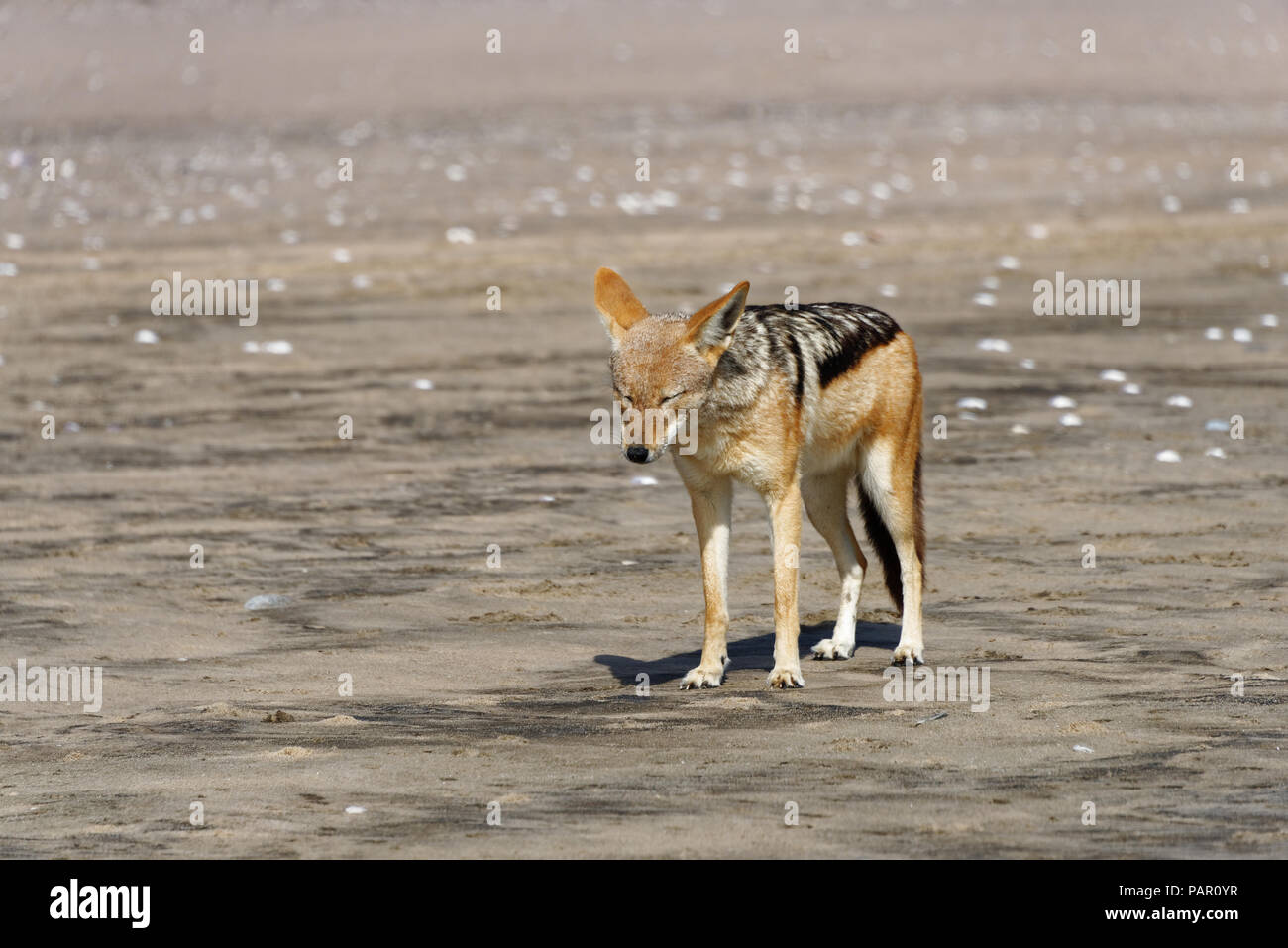 A black back jackal seems to be tired in the hot sun Stock Photo