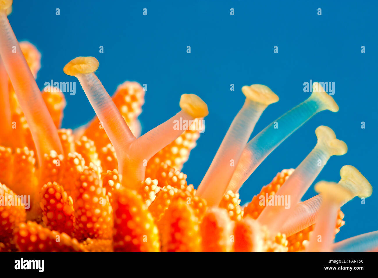 Tube feet starfish hires stock photography and images Alamy