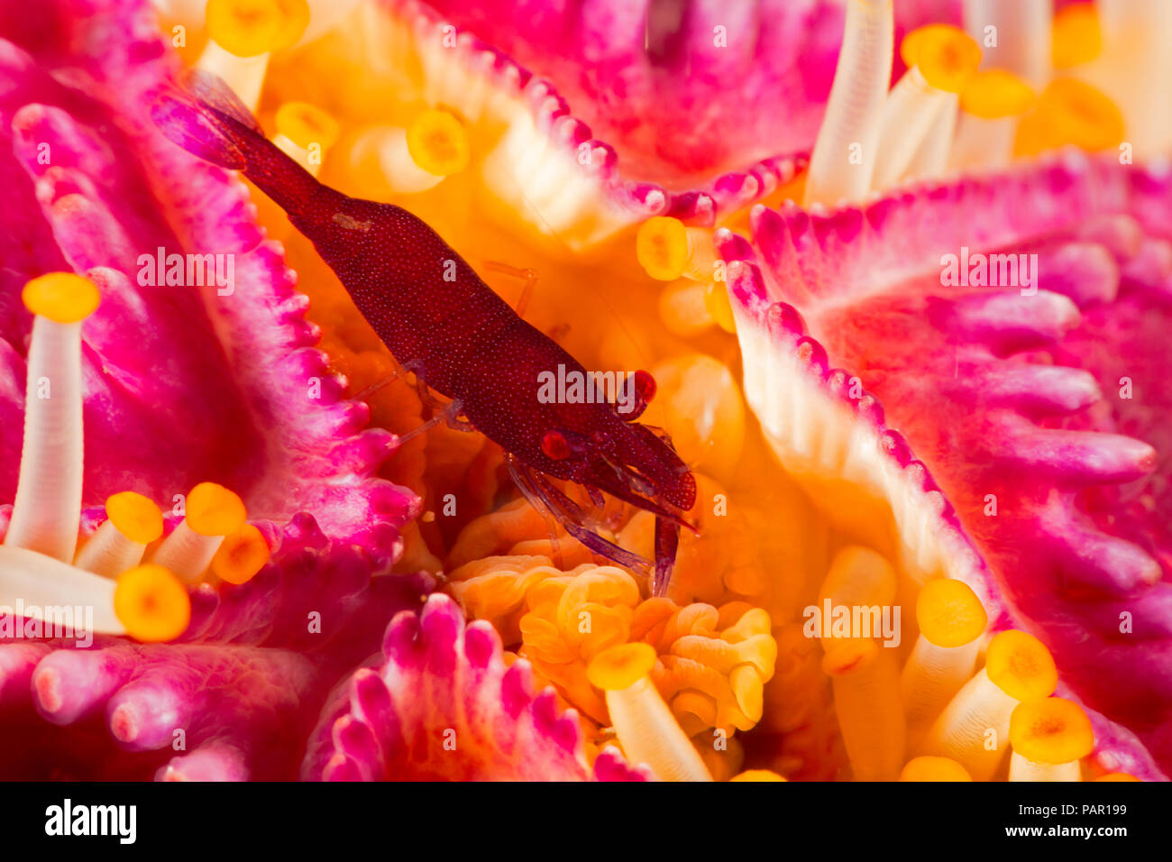 Commensal shrimp, Periclimenes soror, on a purple velvet seastar, Leiaster leachi, Hawaii. Stock Photo