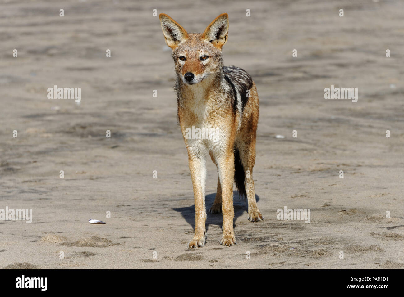 An alert black backed jackel looks across the sands on the Skeleton Coast in Namibia. Stock Photo